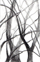 Burnt%20Branches (thumbnail)
