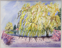 Fall Willow