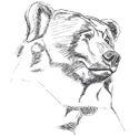 Bear Head Sketch