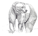 Grizzly sketch