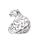 Clouded Leopard