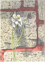 Columbine