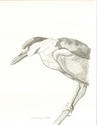 Night Heron
