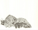 Golden Eagle