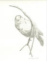 Gray Jay