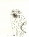 Gyrfalcon
