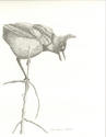 Stellar's Jay