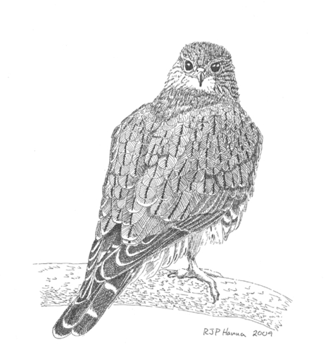Merlin