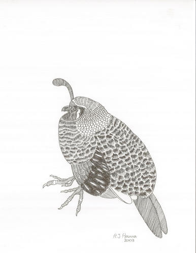 Quail