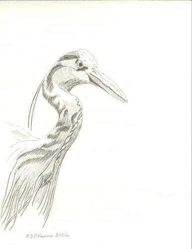 Great Blue Heron