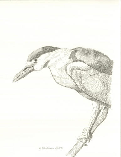 Night Heron