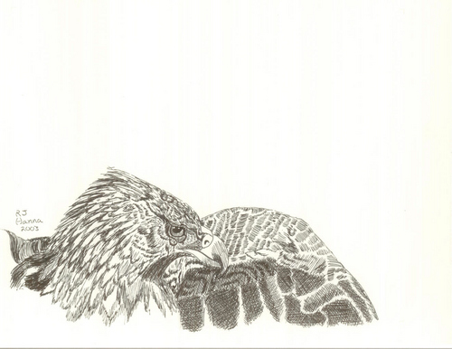 Golden Eagle