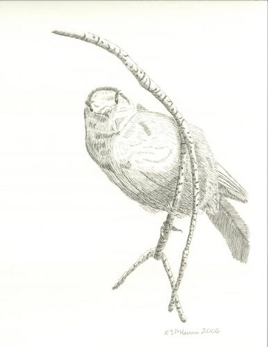 Gray Jay