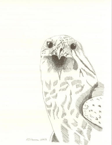 Gyrfalcon