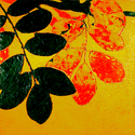 Redlack (thumbnail)
