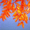 Blurange (thumbnail)