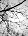 Untitled (thumbnail)
