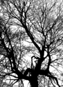 Untitled (thumbnail)