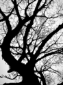Untitled (thumbnail)