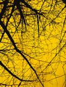 Gold%20Tree (thumbnail)