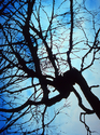 Blue%20Tree (thumbnail)