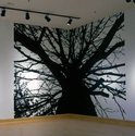 Corner%20Tree (thumbnail)