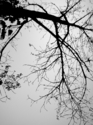 Untitled (thumbnail)