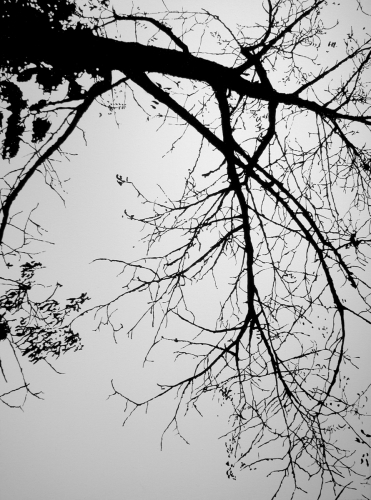 Untitled (large view)