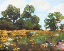 Rosemary Bandes - Irvine Poppy Hill
