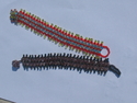 Frangipanni Class