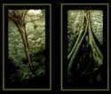 Rainforest Rainforest (thumbnail)