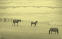 Drawing--Pencil-LandscapeCotswolds Horses