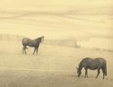 Print Making--Giclee-LandscapeCotswolds Horses (detail)