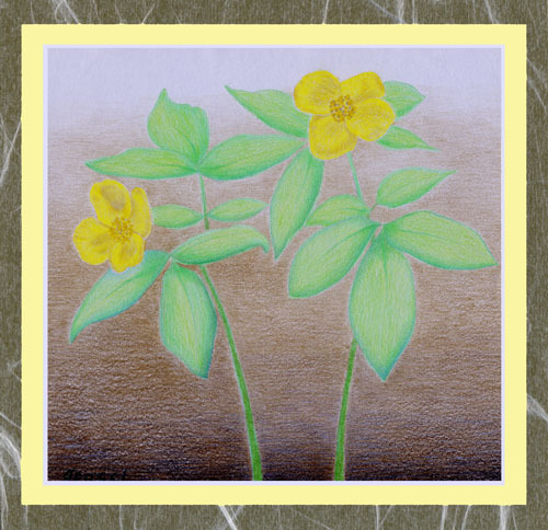 Drawing-Botanical-Kiiro Hana