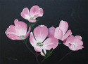 Richard Gelak - Dogwood Blossoms