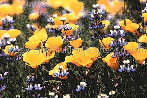 Digital Art-Floral-wild flower poppies