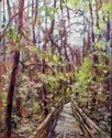 The%20Boardwalk%20at%20Congaree (thumbnail)