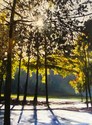 Sunlight%2C%20Northbridge%20Charleston (thumbnail)
