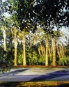 Palmettos%20For%20Sale (thumbnail)