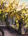 Light%20Streams%20the%20Gingko%20Tree (thumbnail)