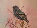 Painting--Watercolor-WildlifeBird study