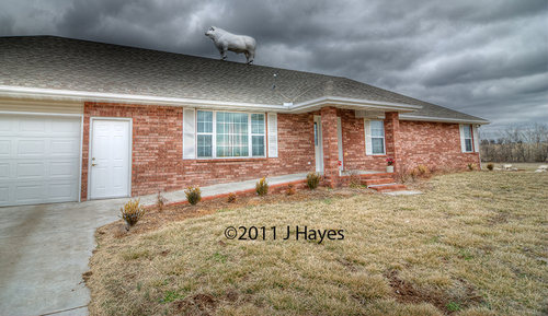 Photography-Animals-Missouri Cattle Ranch 