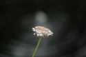 Flower%20and%20pool (thumbnail)