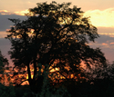 African%20Sunset (thumbnail)