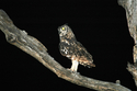 Night%20Owl (thumbnail)