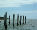Florida%20Birds%20on%20post (thumbnail)