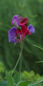 Purple%20Flower (thumbnail)