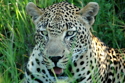 Cheetah%20in%20the%20grass (thumbnail)
