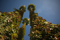 Sherman%20Oaks%20Palms (thumbnail)