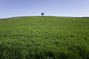 Lone%20Tuscan%20Tree%20on%20Hil (thumbnail)